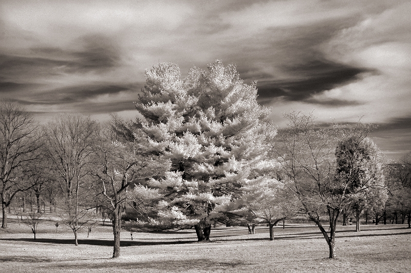 Valley Forge Pine Valley Forge, PA � Dave Hickey